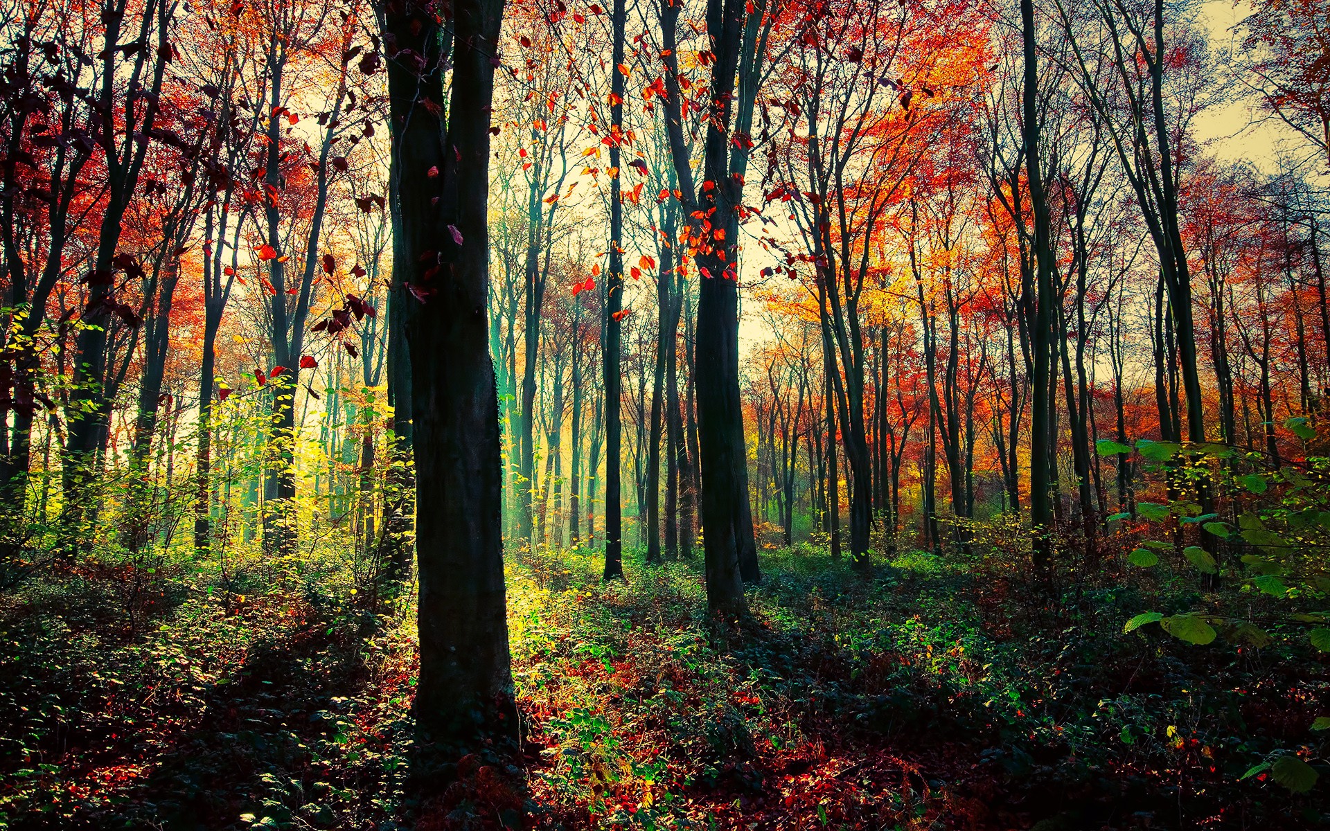 1920 x 1080 HD Wallpapers 2084